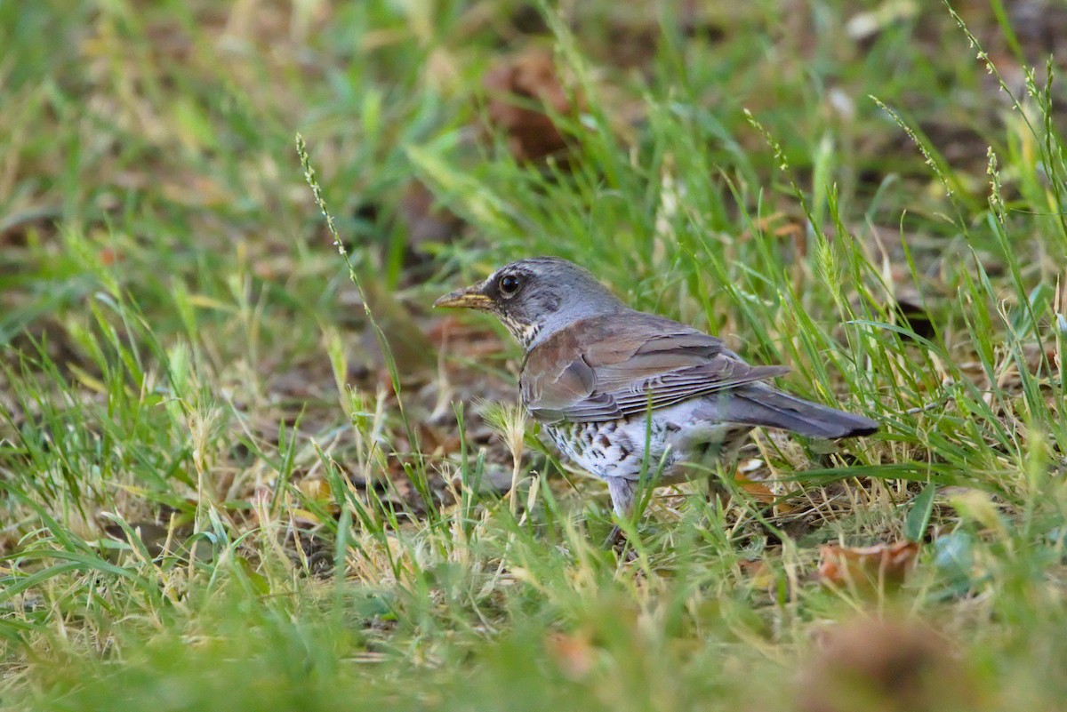 Fieldfare - ML461837721