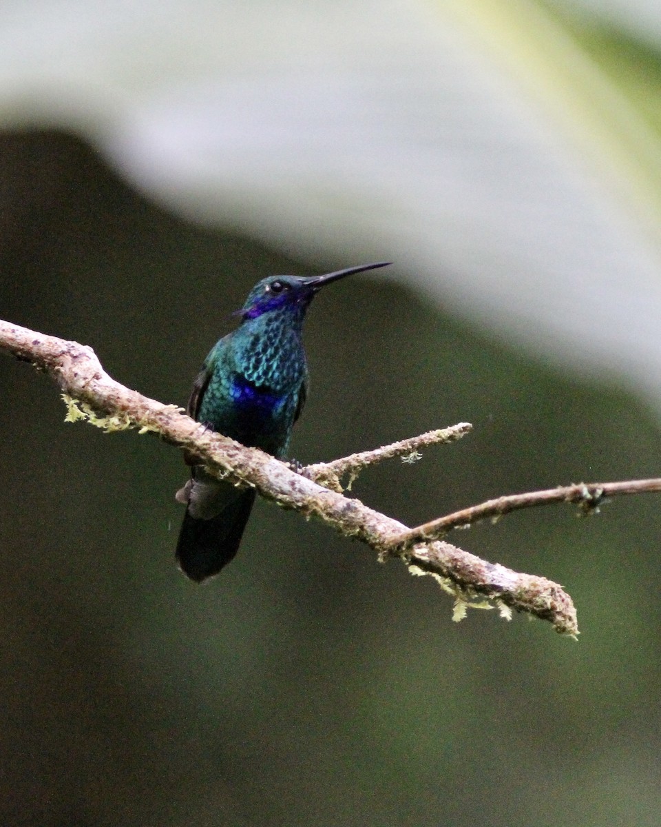 Colibrí Rutilante - ML461837931