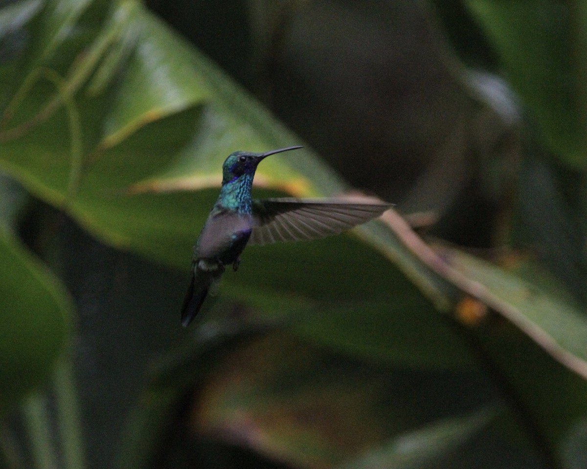 Colibrí Rutilante - ML461837981