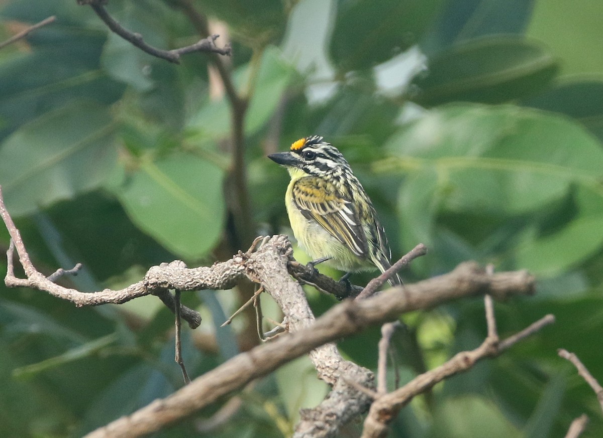 Yellow-fronted Tinkerbird - ML461838721