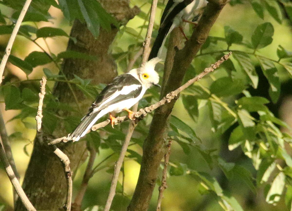 White Helmetshrike - ML461838791