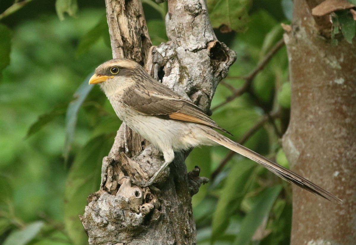 Yellow-billed Shrike - ML461838811