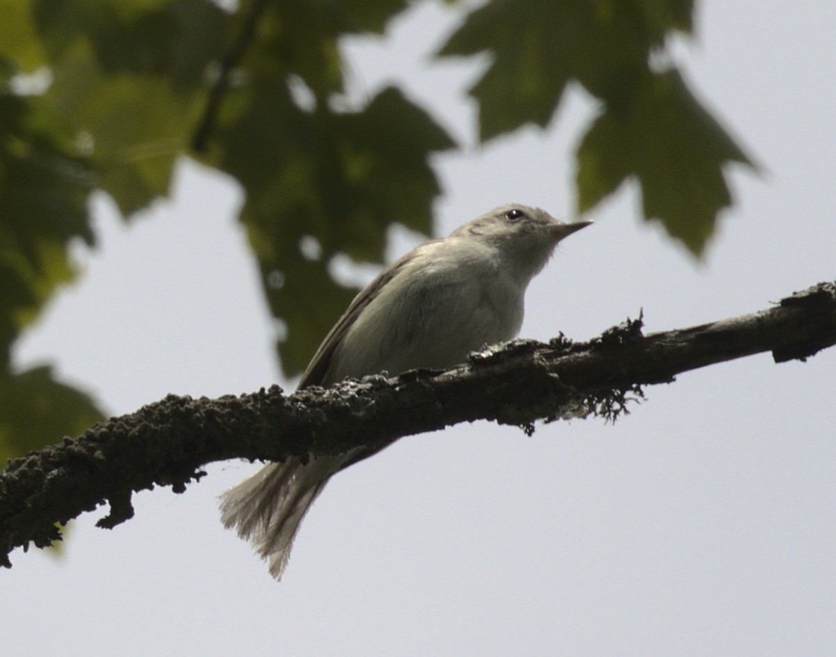 Warbling Vireo - Mass Audubon North Shore