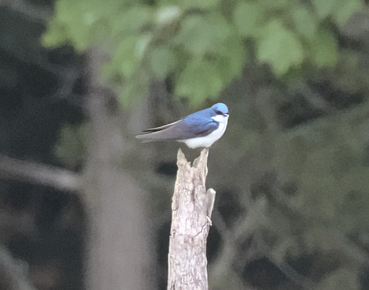 Tree Swallow - Mass Audubon North Shore