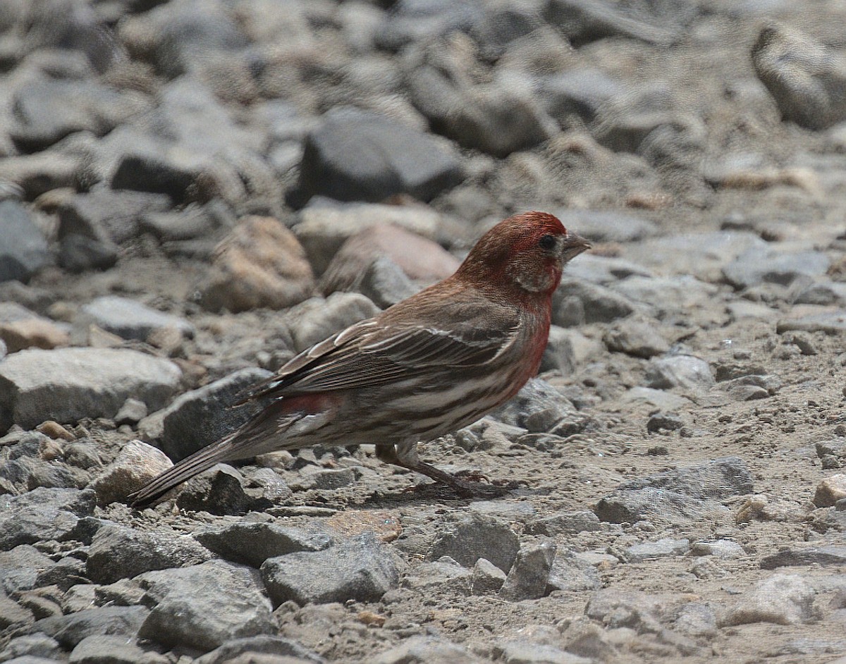 House Finch - Mass Audubon North Shore