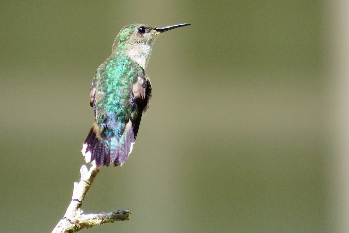 Vervain Hummingbird - Tiago Guerreiro