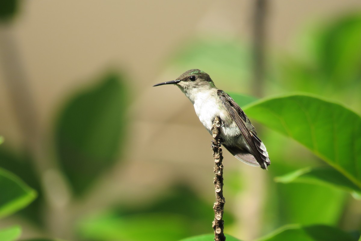 Vervain Hummingbird - ML461839381