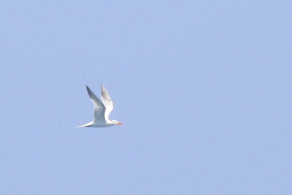 Royal Tern - ML461839441