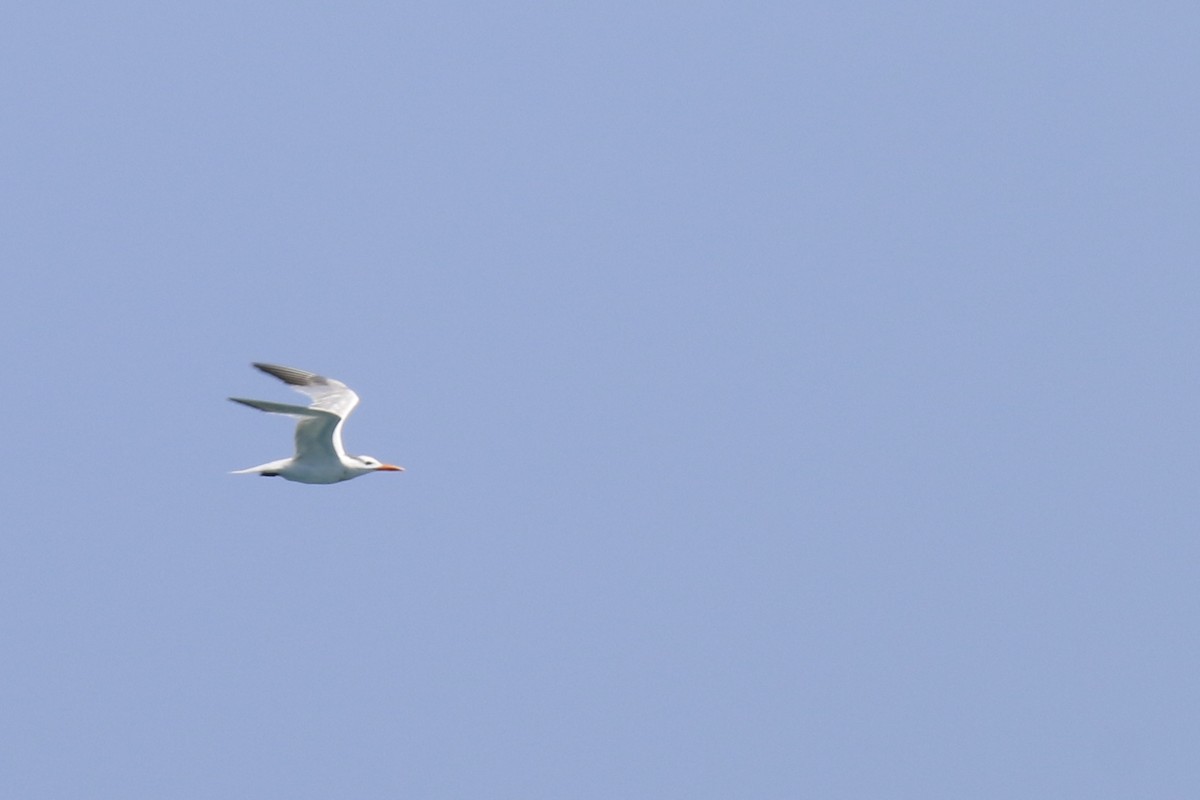 Royal Tern - ML461839471