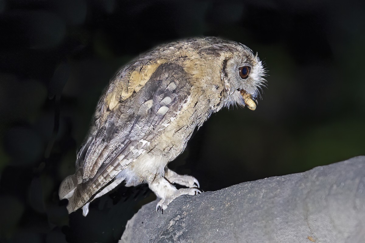 Indian Scops-Owl - Parmil Kumar