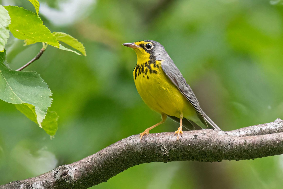 Canada Warbler - ML461843511