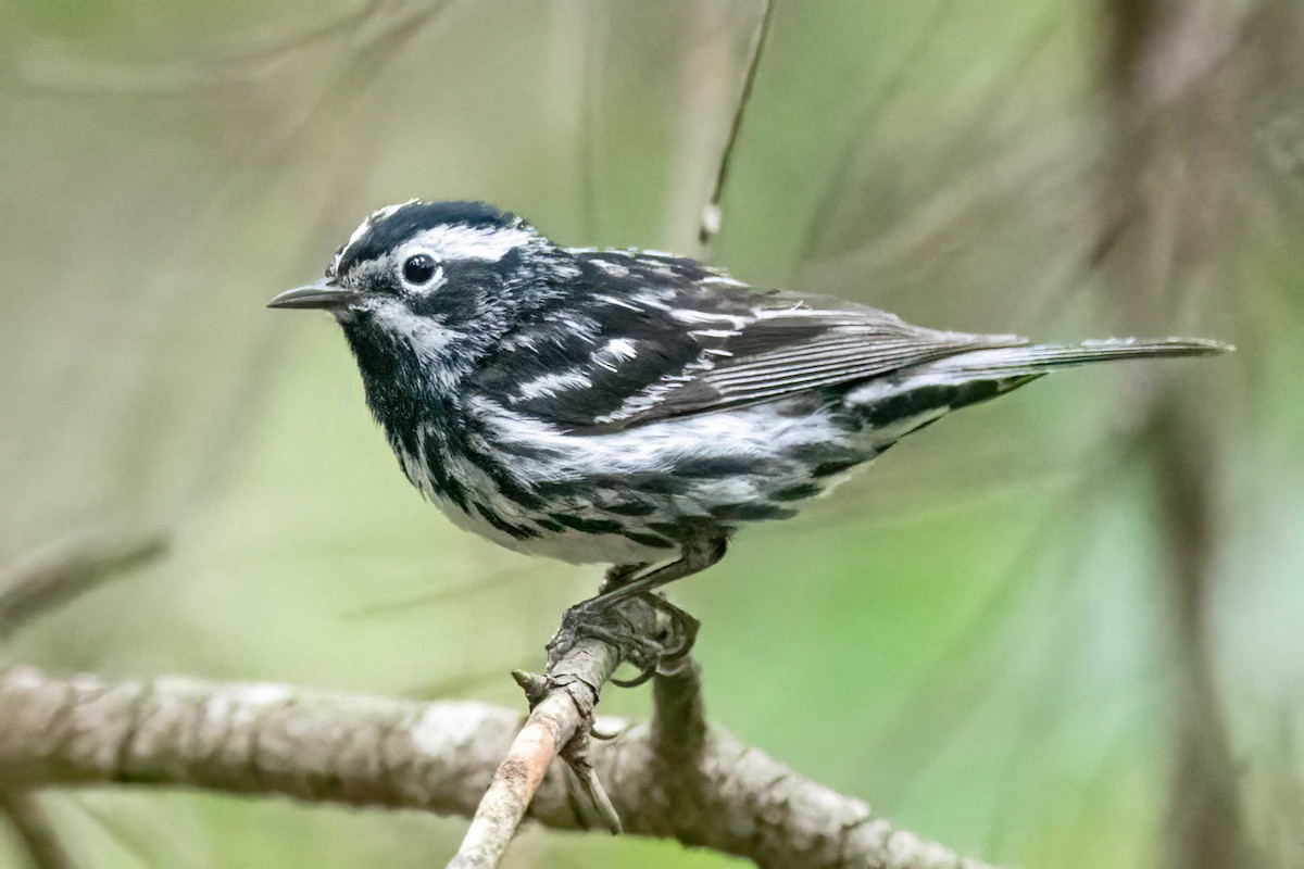 Black-and-white Warbler - Daniel Field