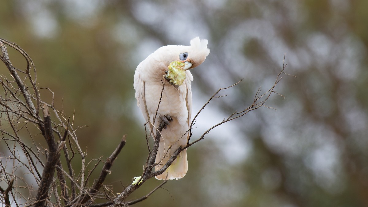 Little Corella - ML461843951