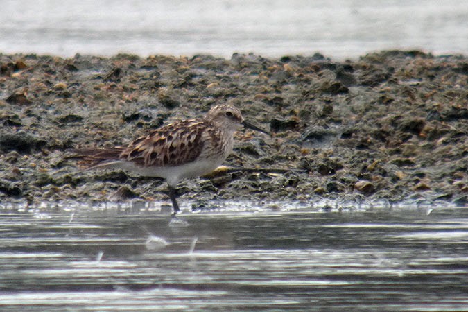 Baird's Sandpiper - ML461845211