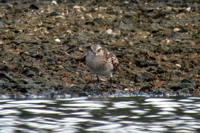 Baird's Sandpiper - ML461845221