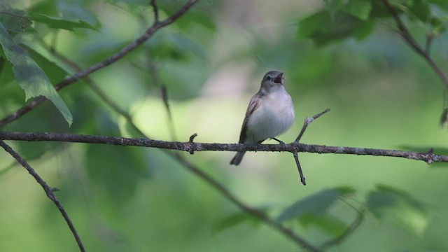 Warbling Vireo - ML461846551