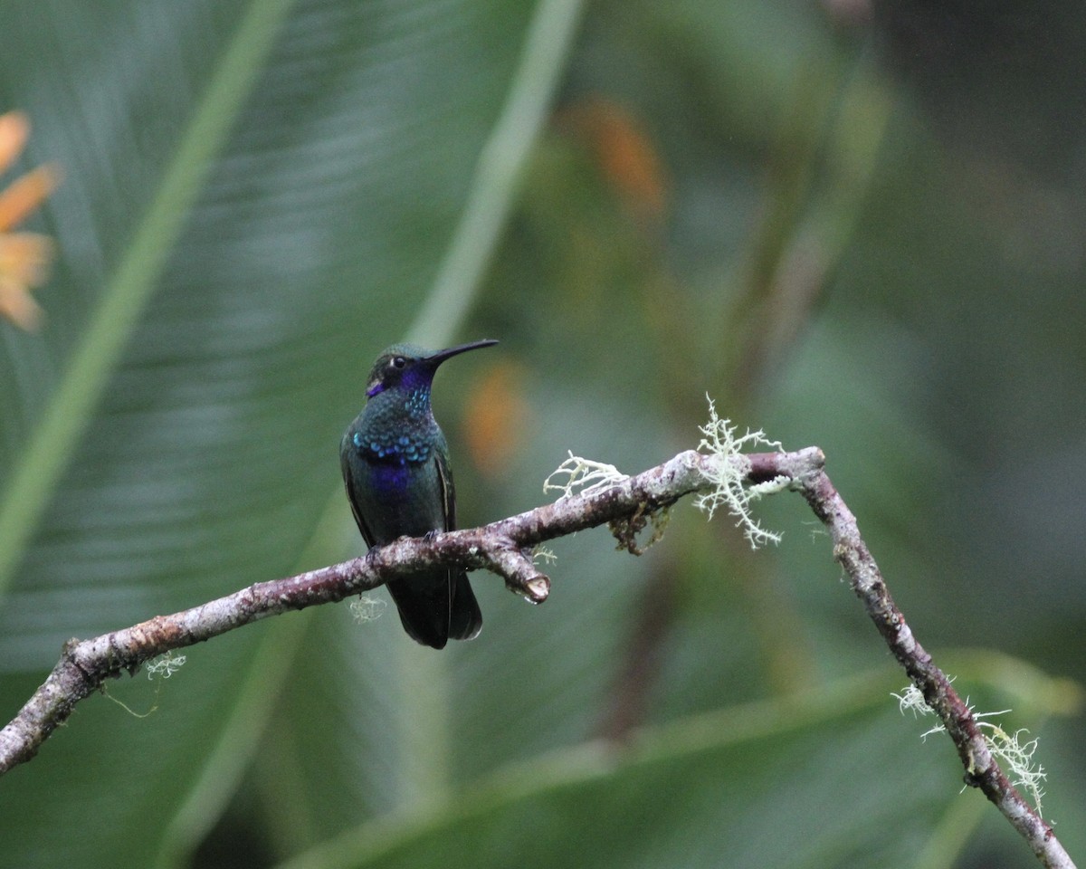 Sparkling Violetear - ML461846721