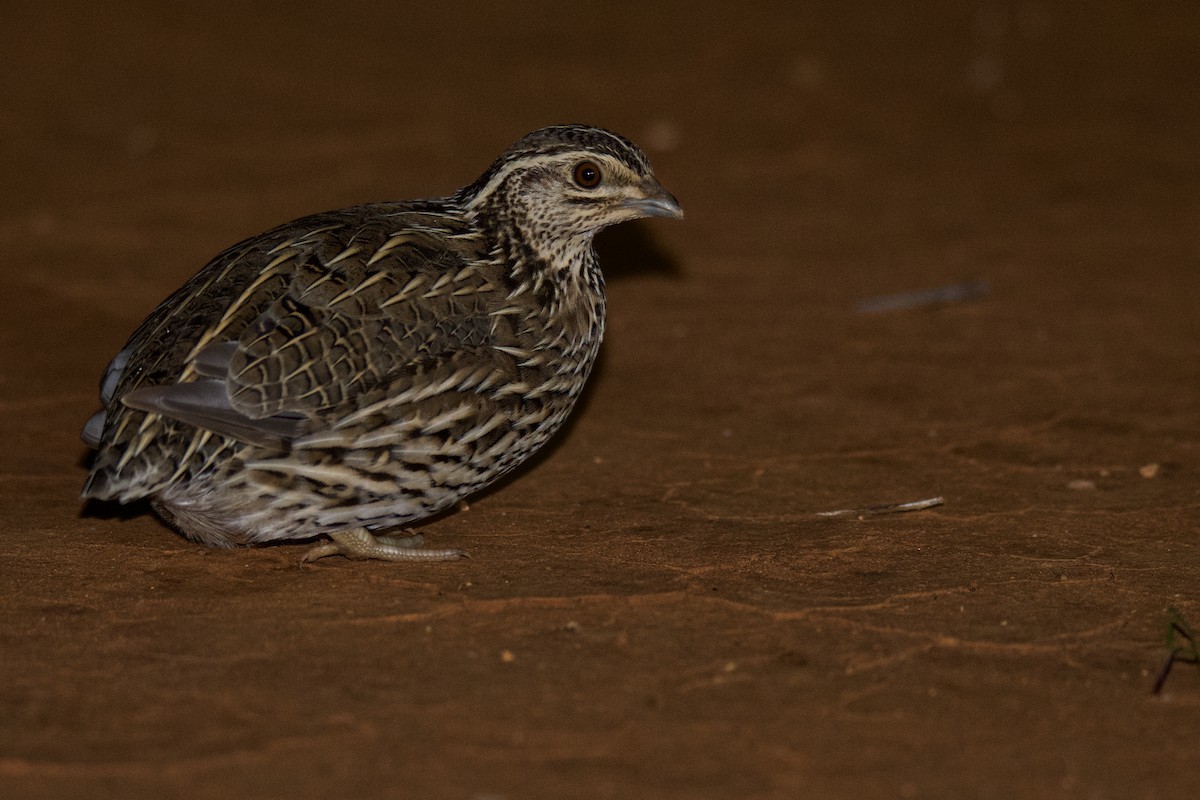 Stubble Quail - ML461847061