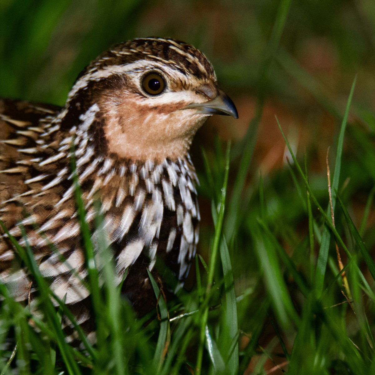 Stubble Quail - ML461847081