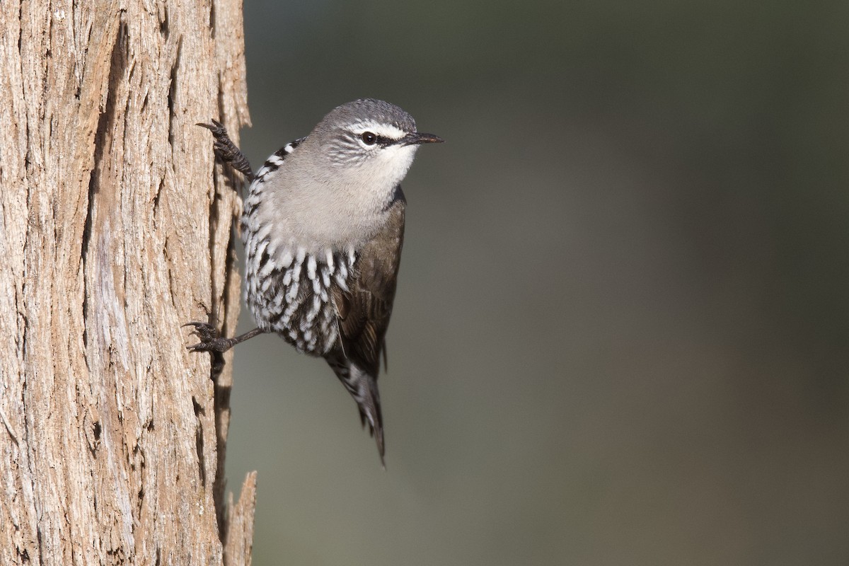 White-browed Treecreeper - ML461847191