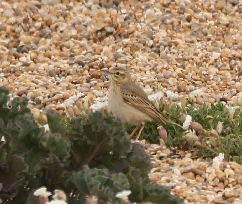 Tawny Pipit - ML461848581