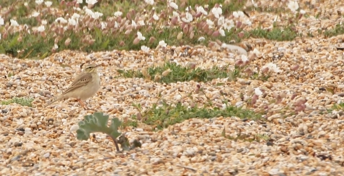 Tawny Pipit - ML461848651