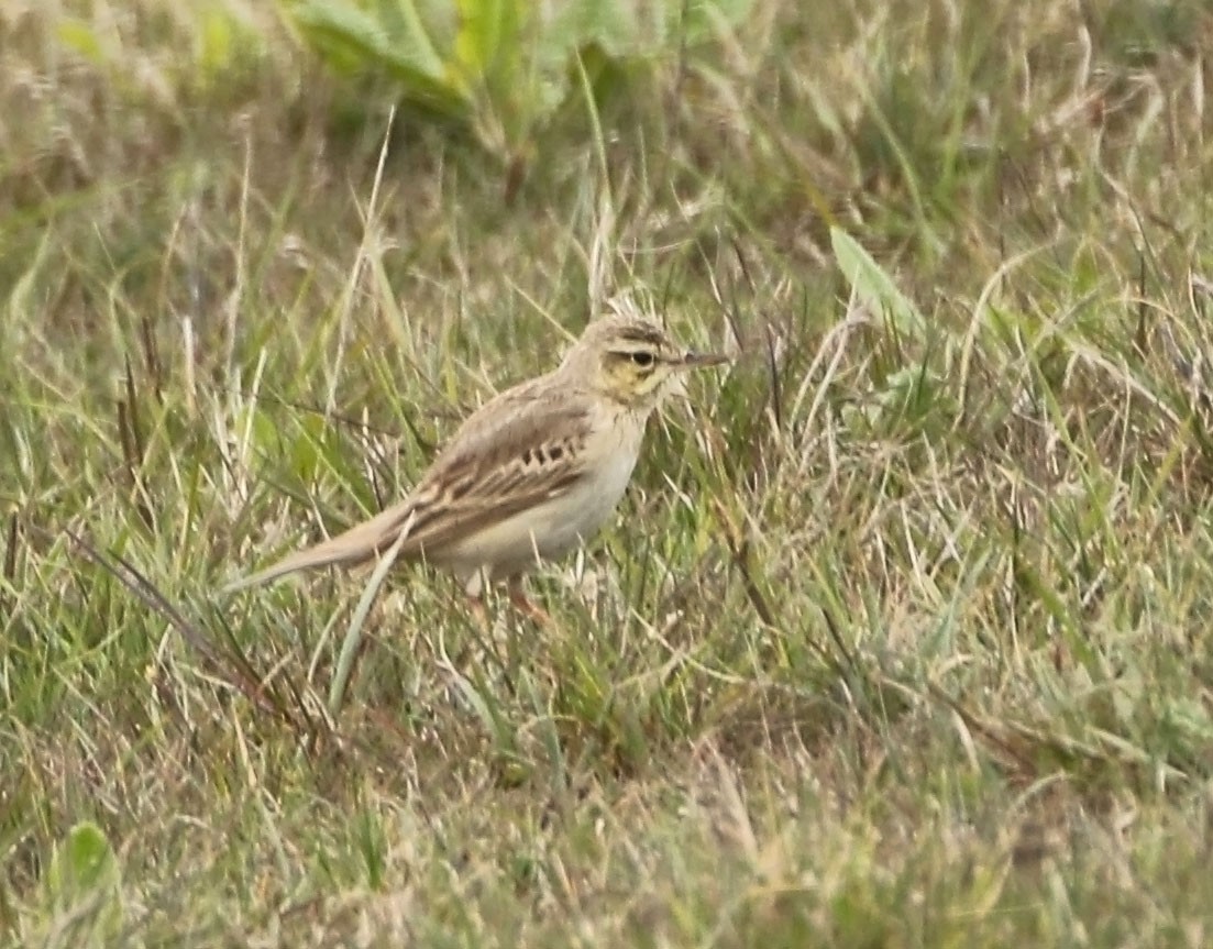 Tawny Pipit - ML461848831