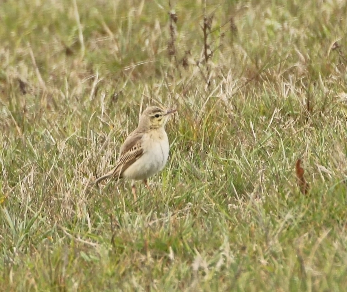 Tawny Pipit - ML461848881