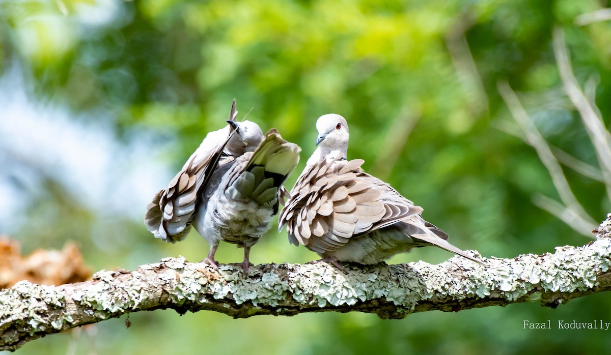 Eurasian Collared-Dove - Fazal Koduvally