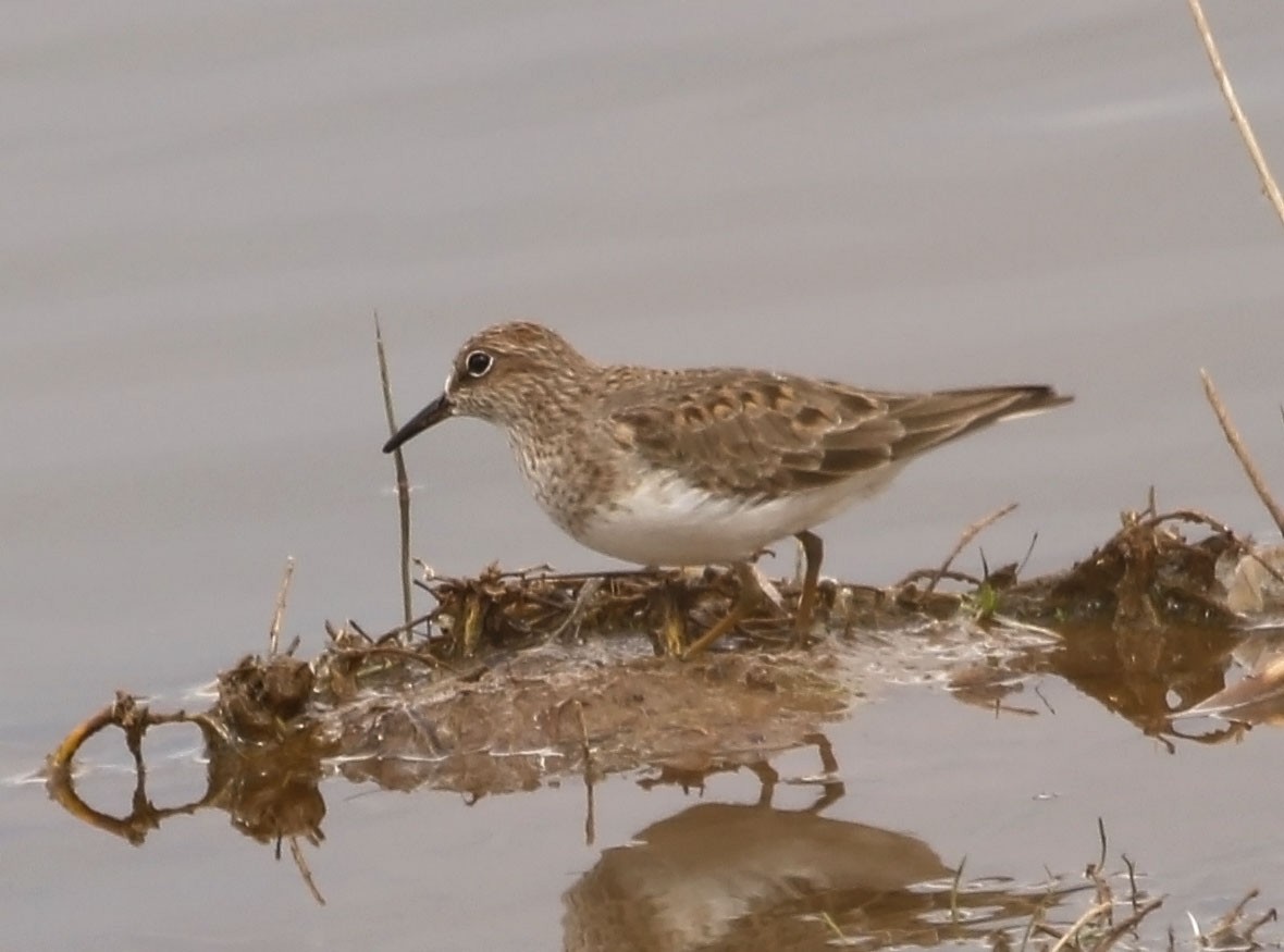 Temminck's Stint - Trevor Ellery