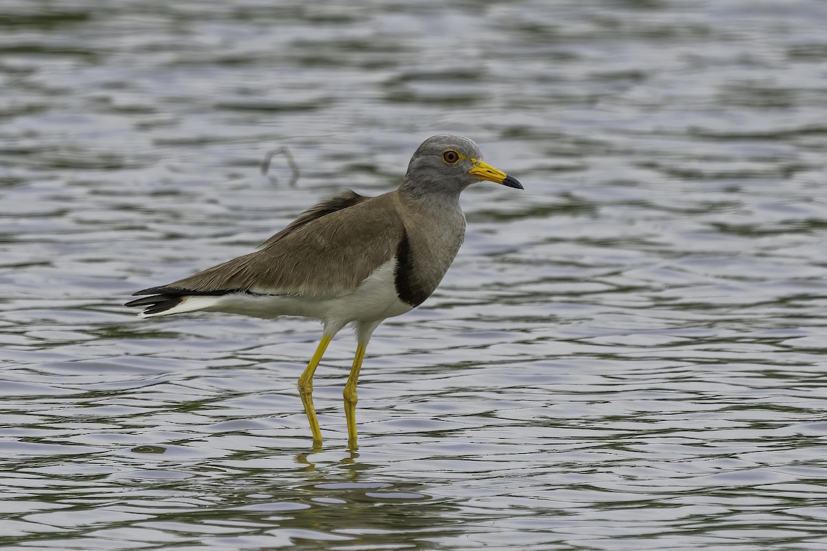 Gray-headed Lapwing - ML461849391