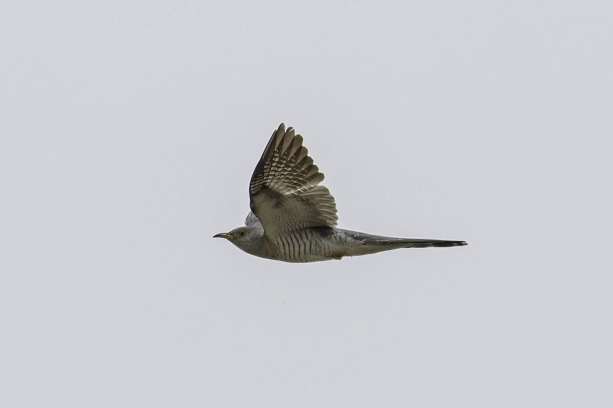 Common Cuckoo - ML461849481