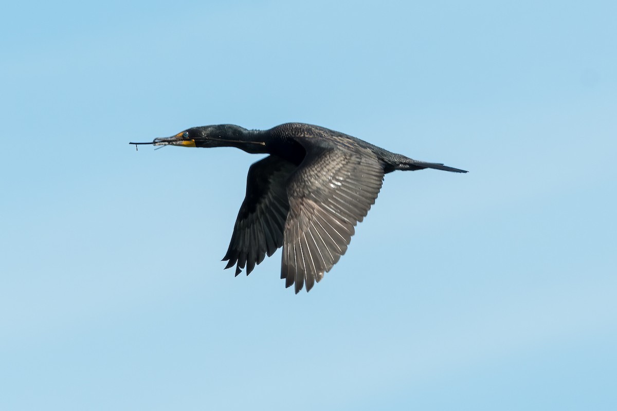 Double-crested Cormorant - Brian McGee
