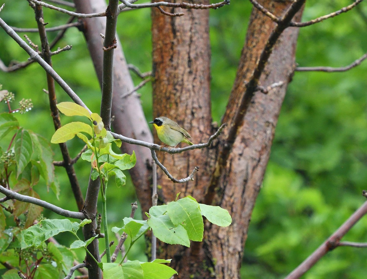 Common Yellowthroat - ML461850241