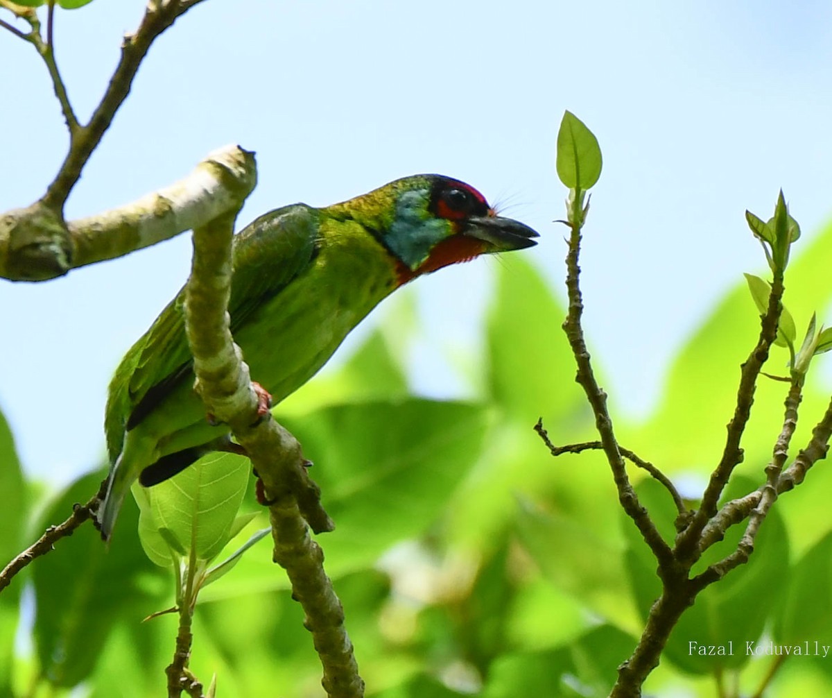 Malabar Barbet - ML461851231