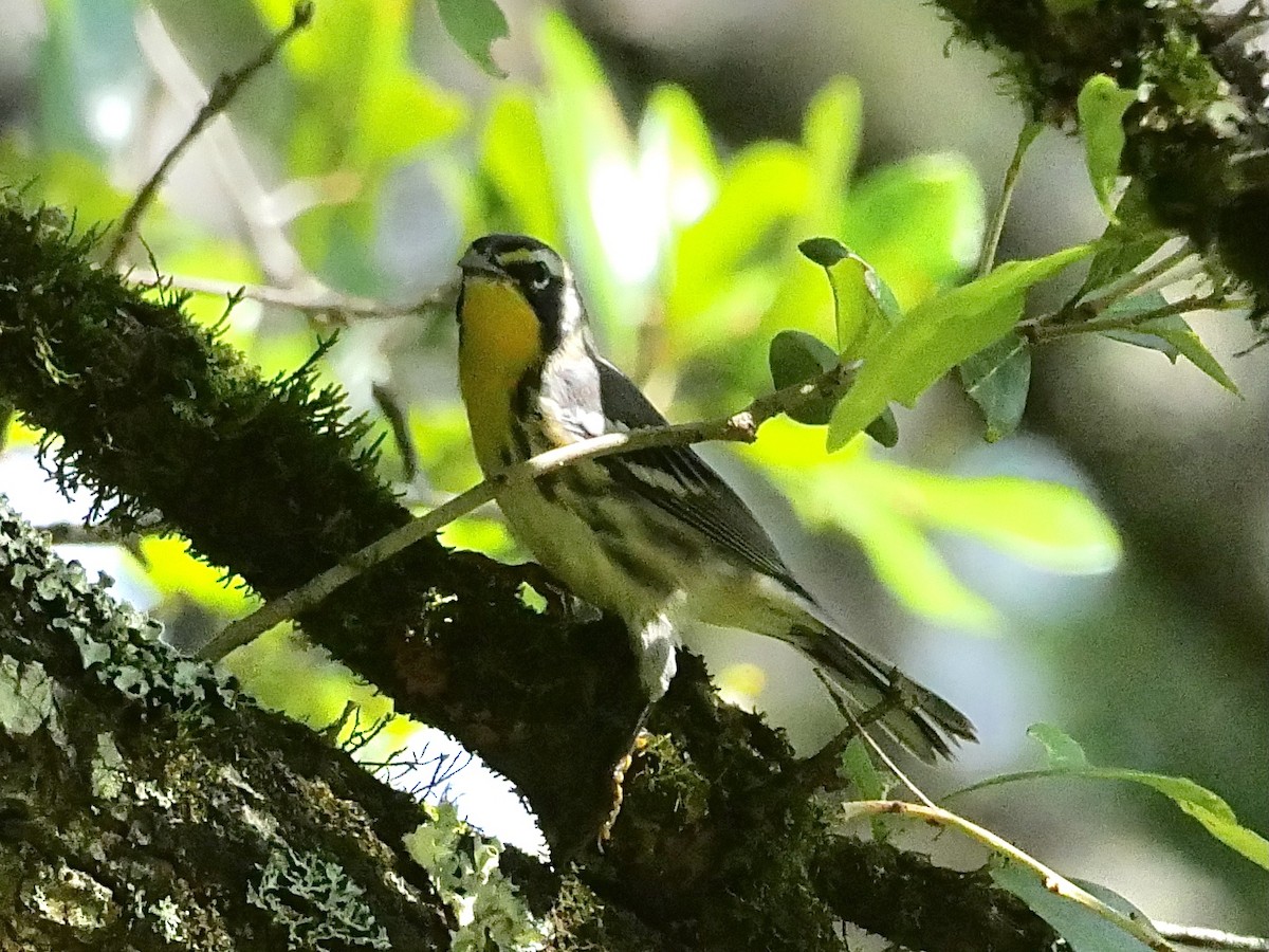Yellow-throated Warbler - ML461852221