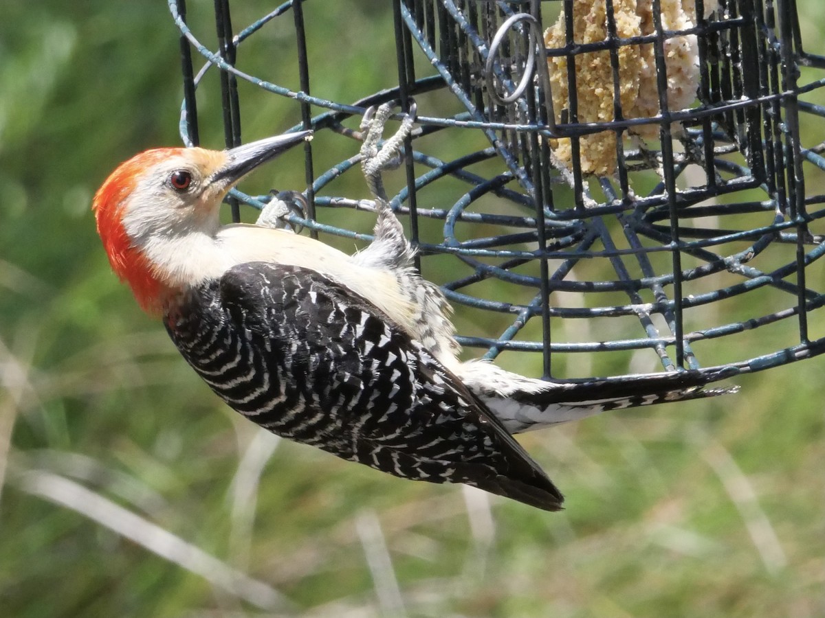 Red-bellied Woodpecker - Chris Wills
