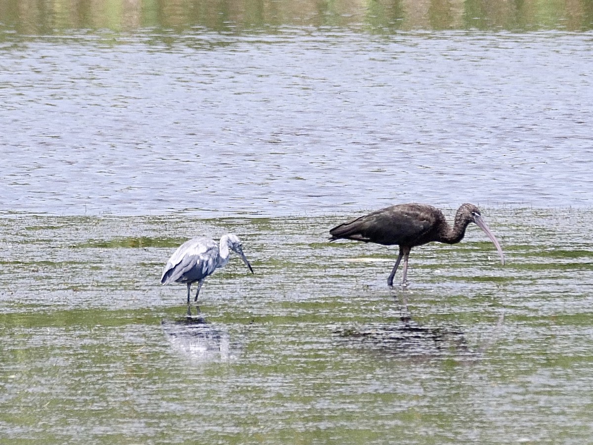 Glossy Ibis - ML461852691