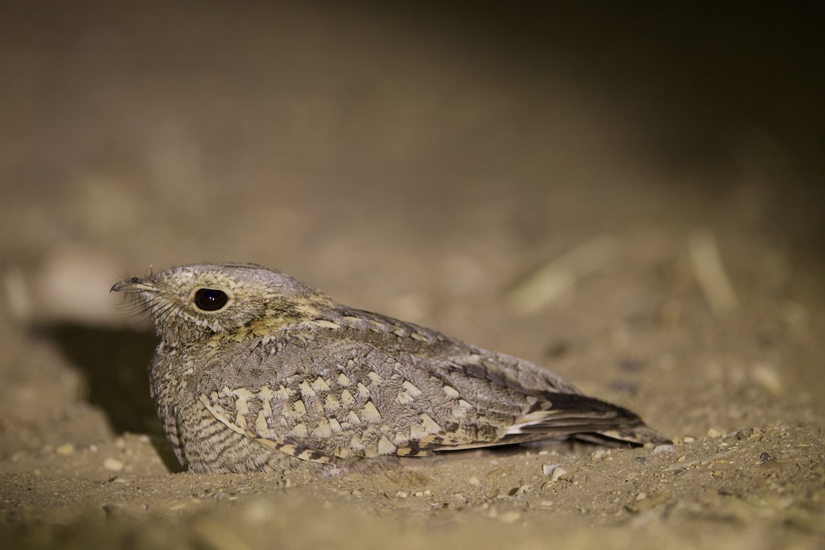 Nubian Nightjar - ML461852721