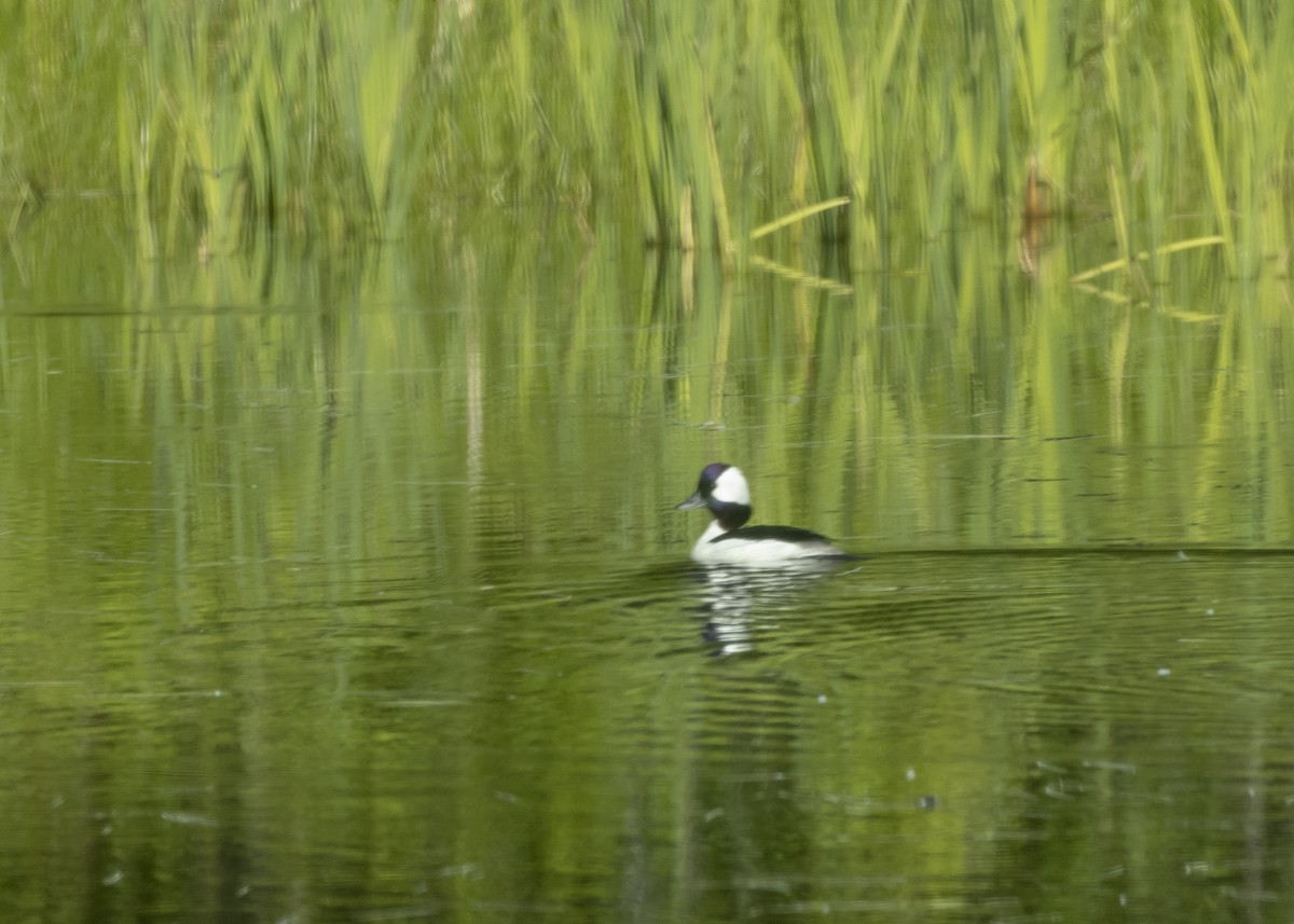 Bufflehead - Rachel Holzman