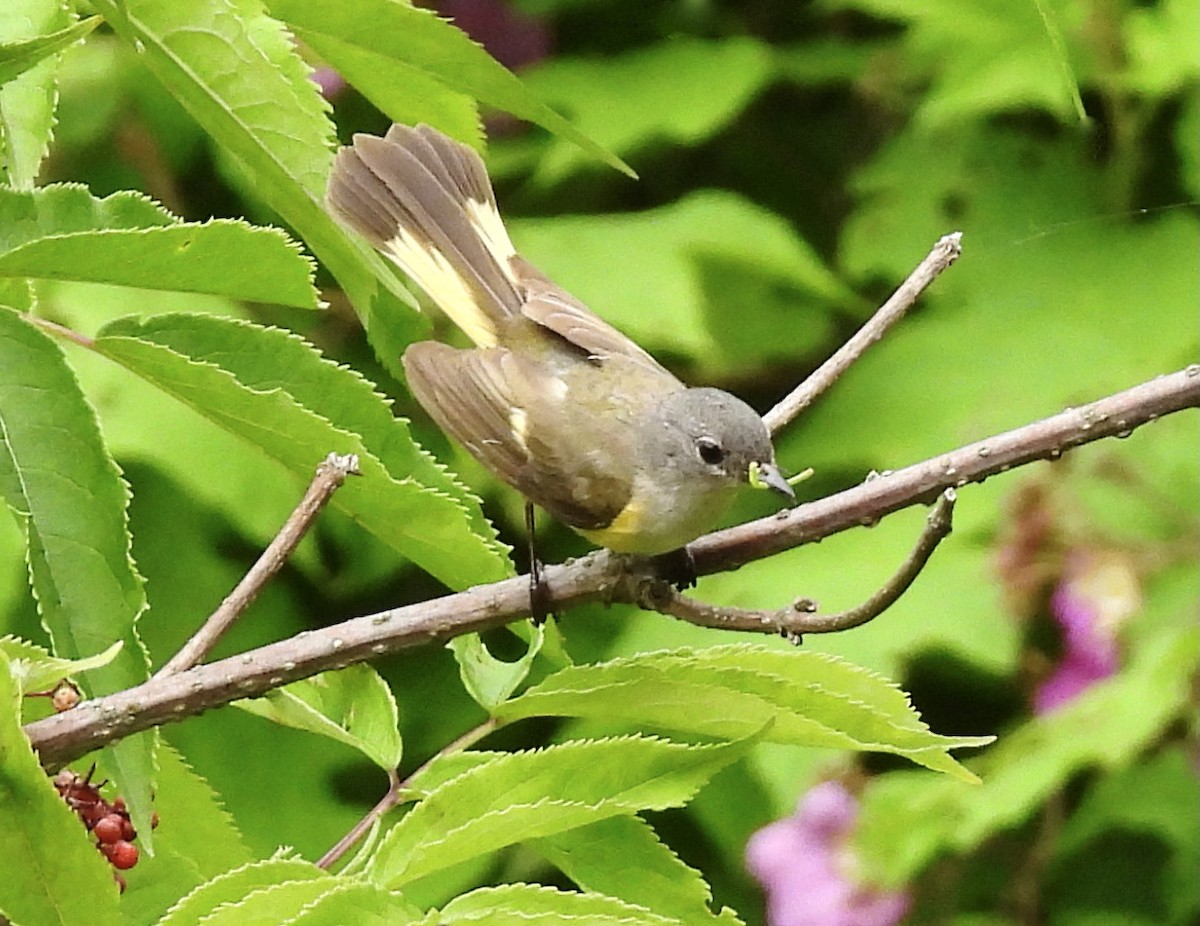 American Redstart - ML461854451