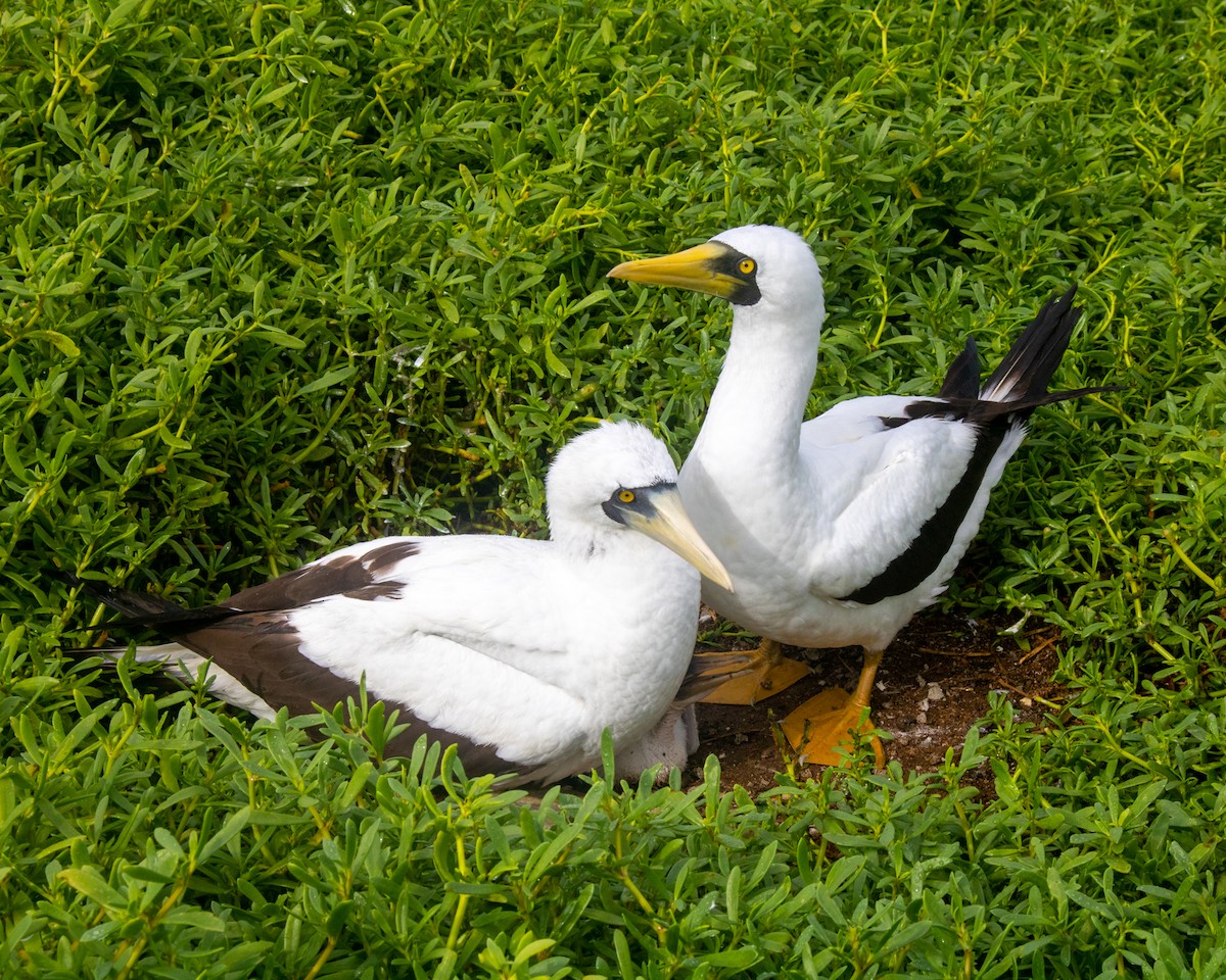 藍臉鰹鳥 - ML461854791