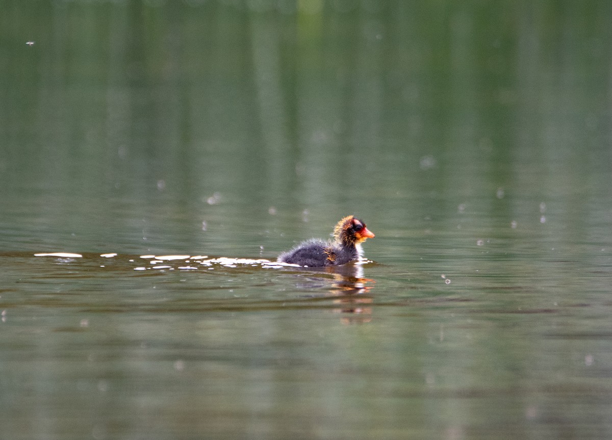 American Coot - ML461854831