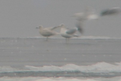 Iceland Gull (kumlieni/glaucoides) - Larry Clarfeld