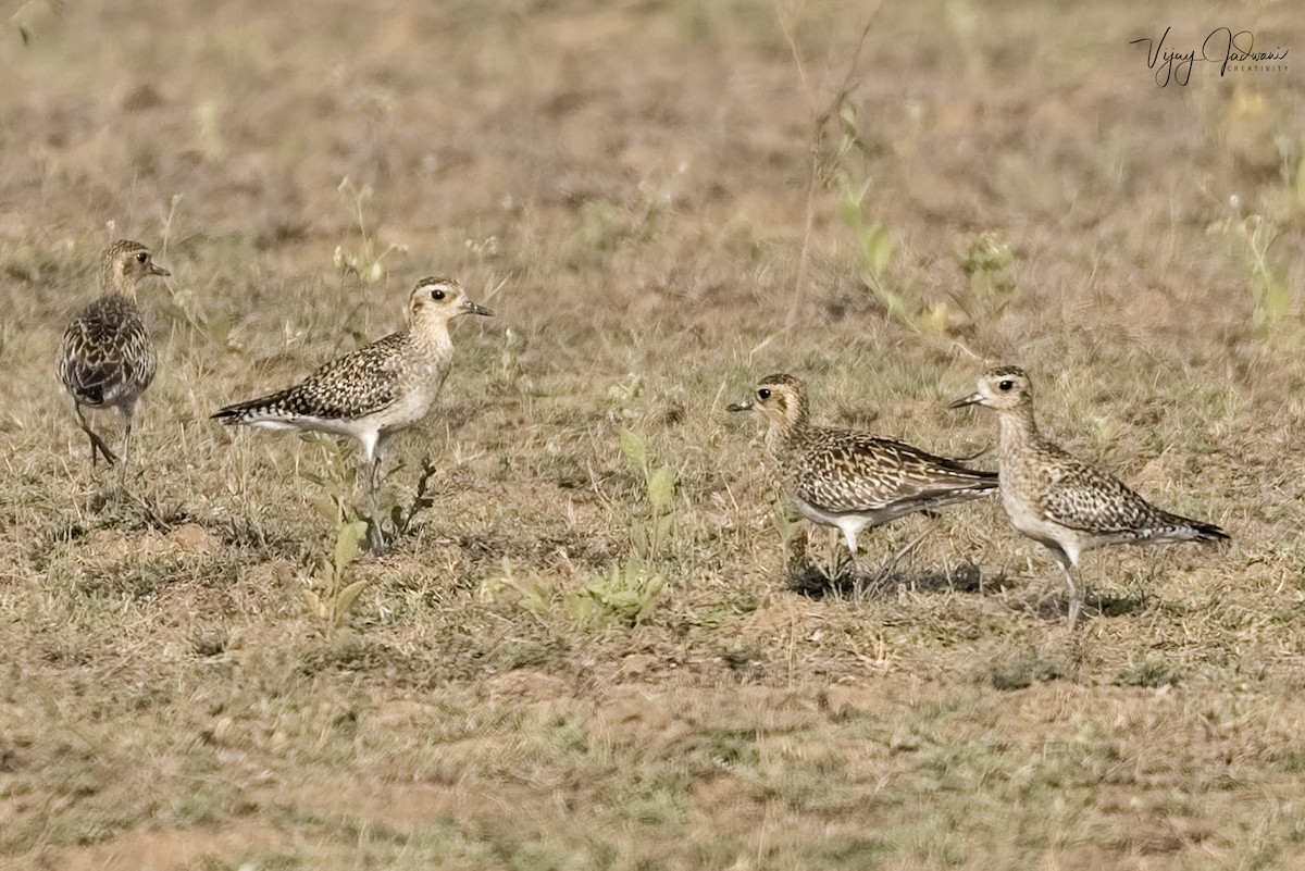 Chorlito Dorado Siberiano - ML461859991