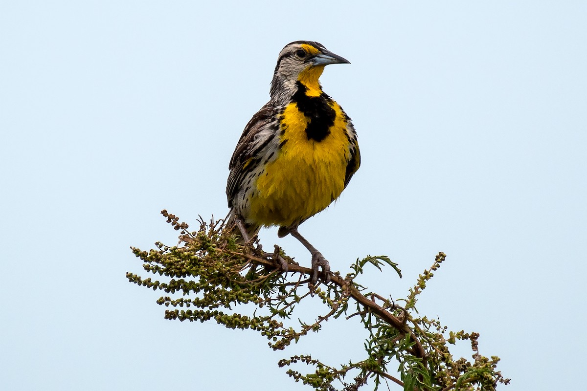 Eastern Meadowlark - ML461861161