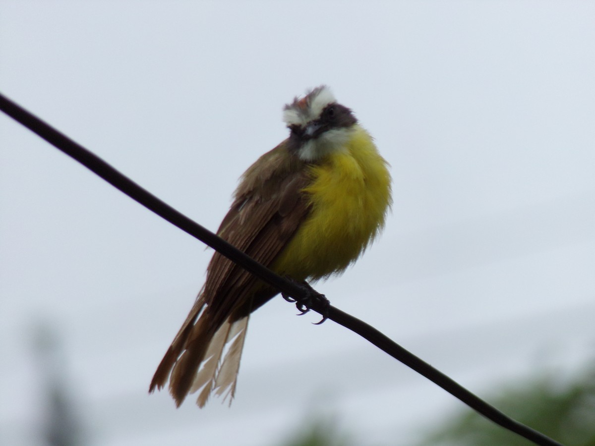 Great Kiskadee - ML461861851