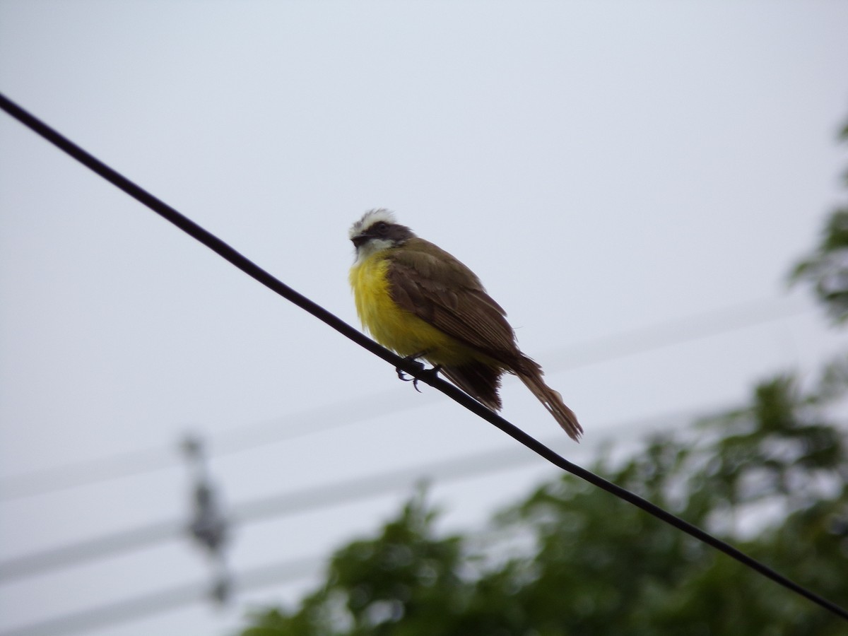 Great Kiskadee - ML461861901