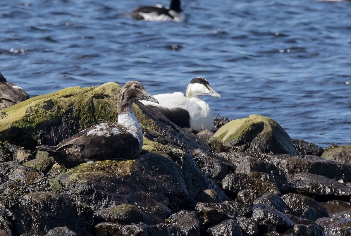 Common Eider - Григорий Хасанов