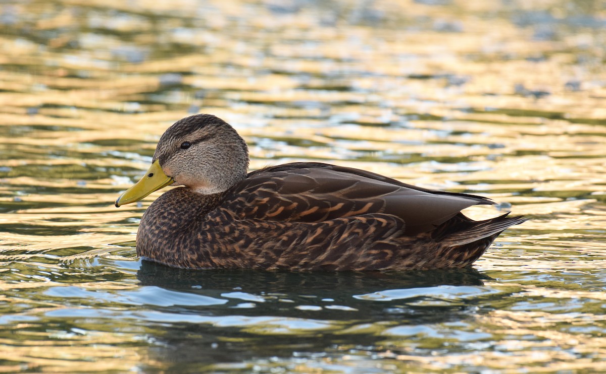 Mexican Duck - ML46186291